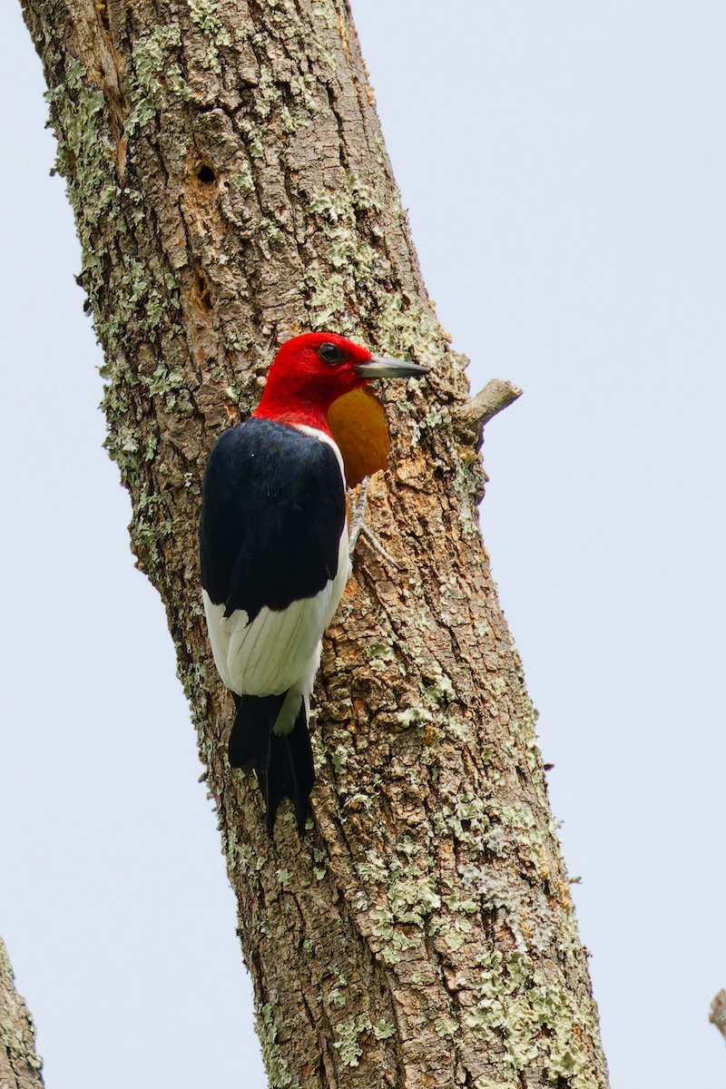 Red-headed Woodpecker - ML571318371