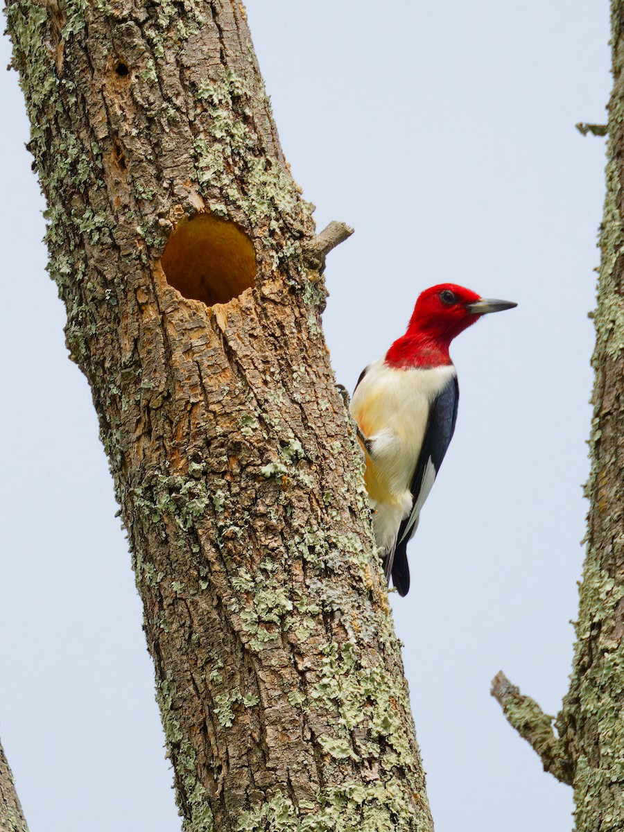 Red-headed Woodpecker - Ruogu Li