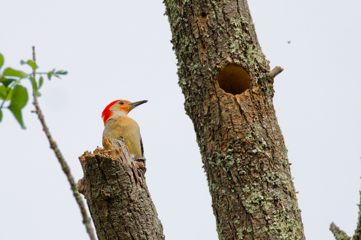 Red-bellied Woodpecker - Ruogu Li