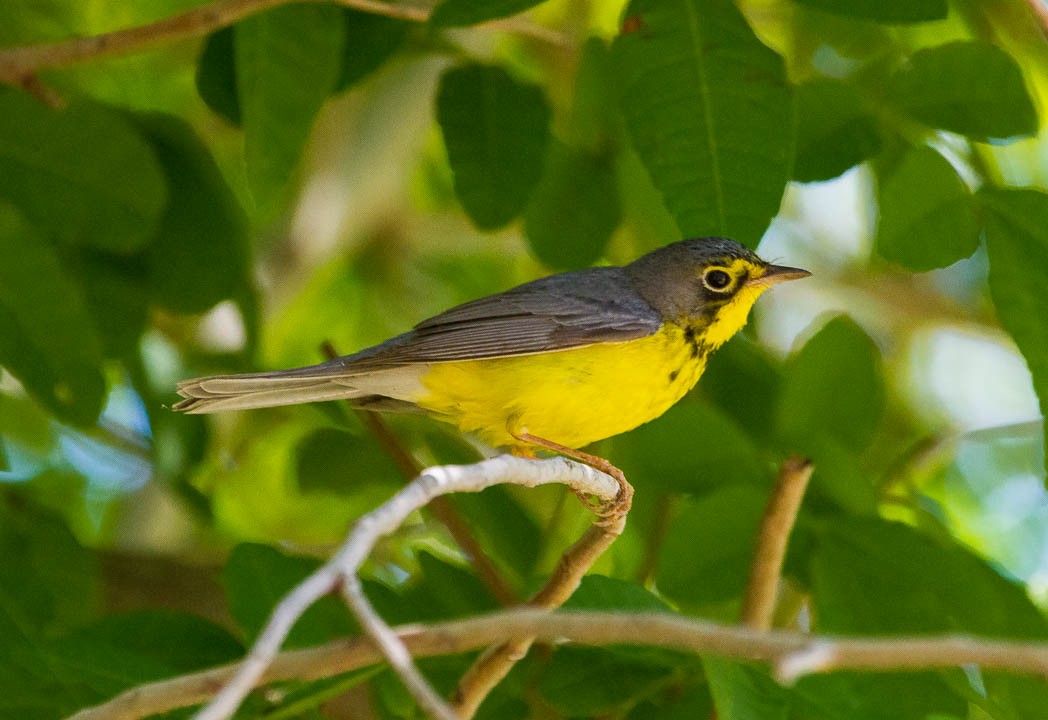 Canada Warbler - ML57131881