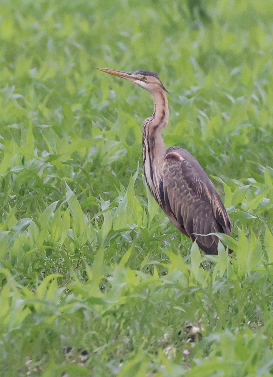 Зээрд дэглий - ML571319091