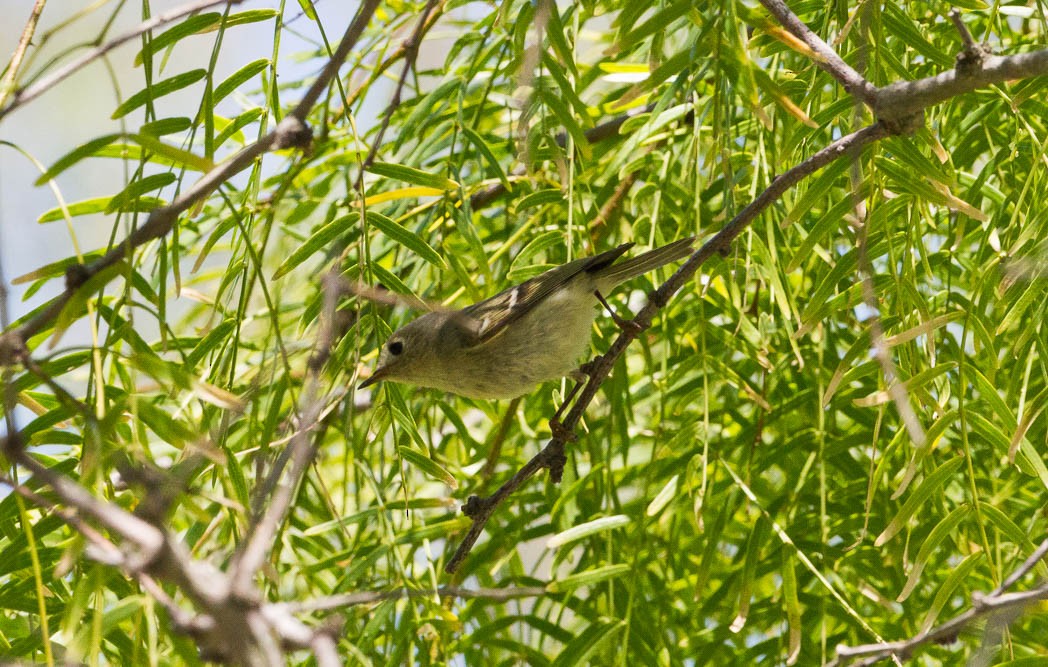 Ruby-crowned Kinglet - ML57131961