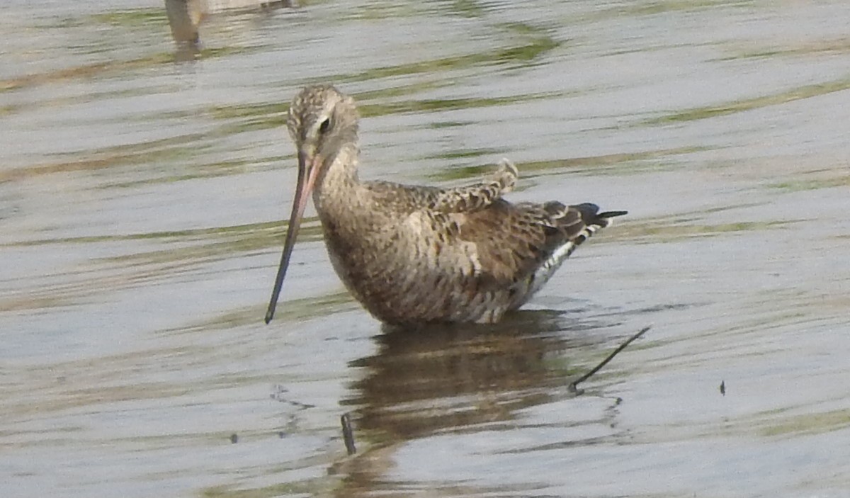 Hudsonschnepfe - ML571320281