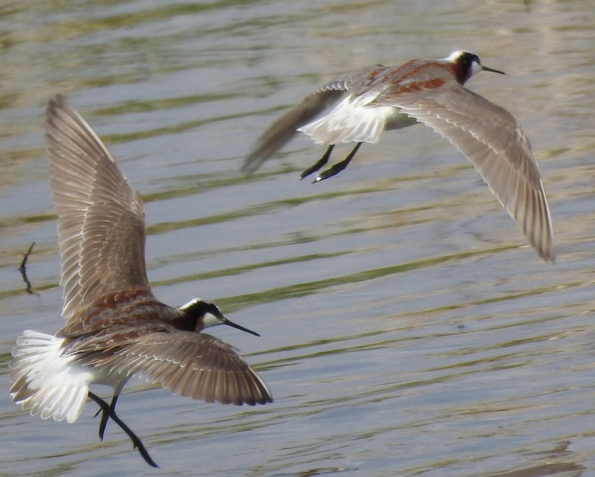 Wilson's Phalarope - ML571320501