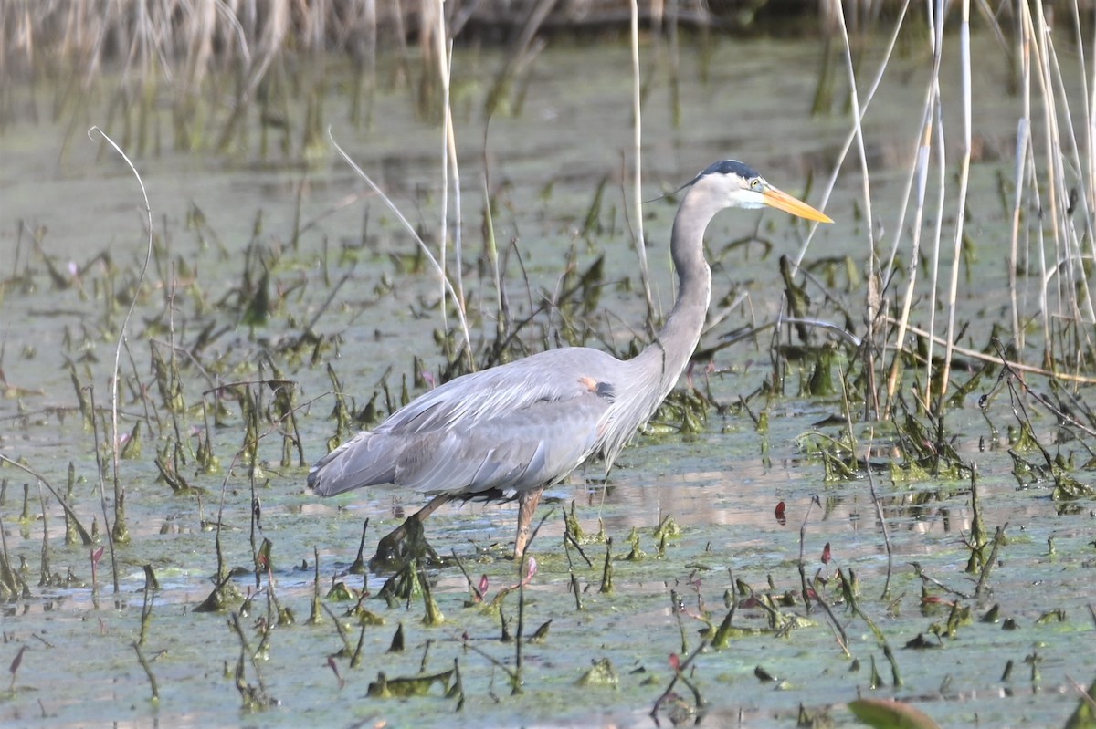 Garza Azulada - ML571322041