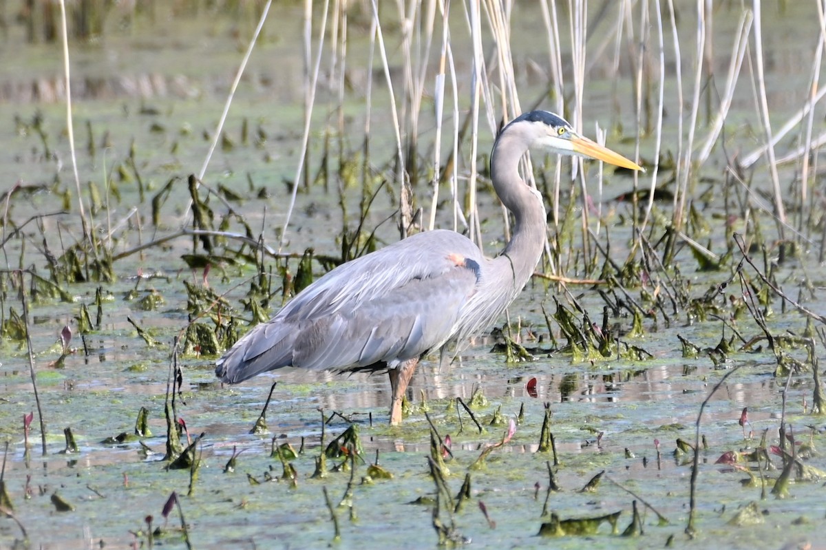 Great Blue Heron - ML571322051