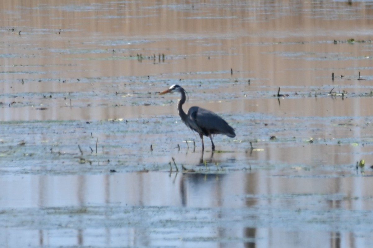 Great Blue Heron - ML571322061