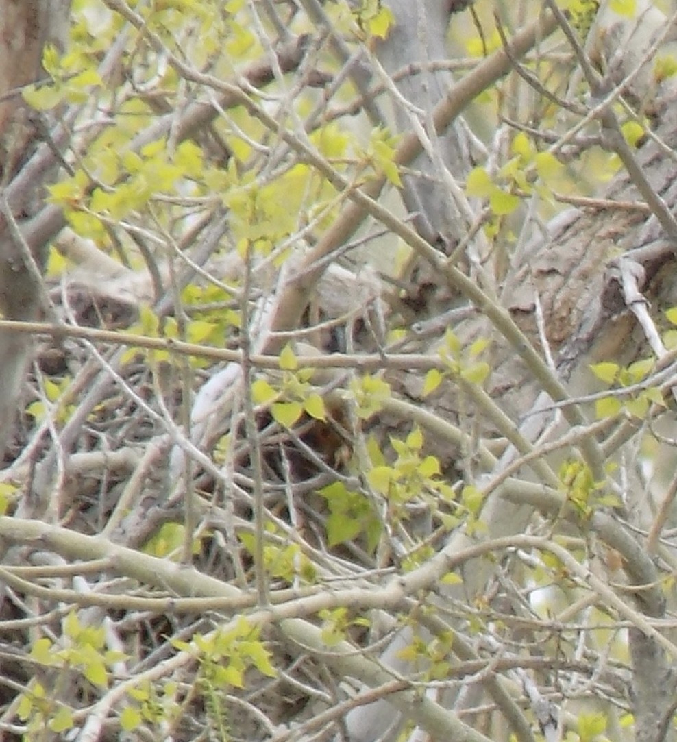 Great Horned Owl - ML571322531
