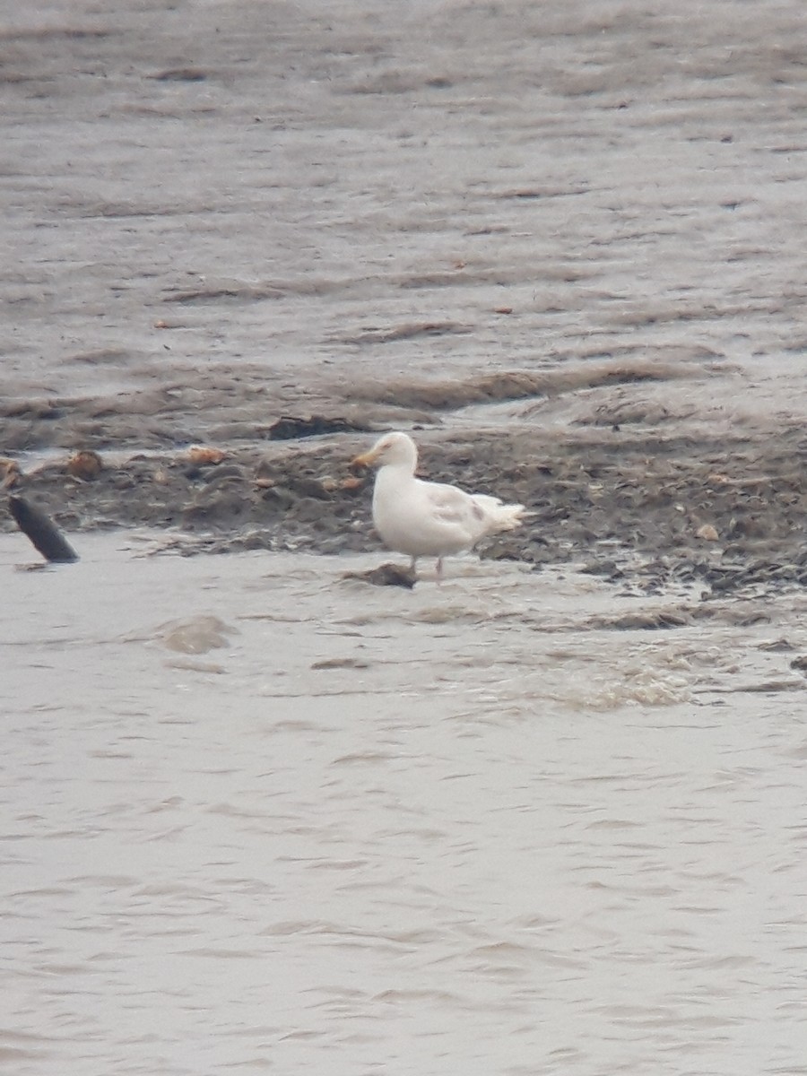 European Herring Gull - ML571322961