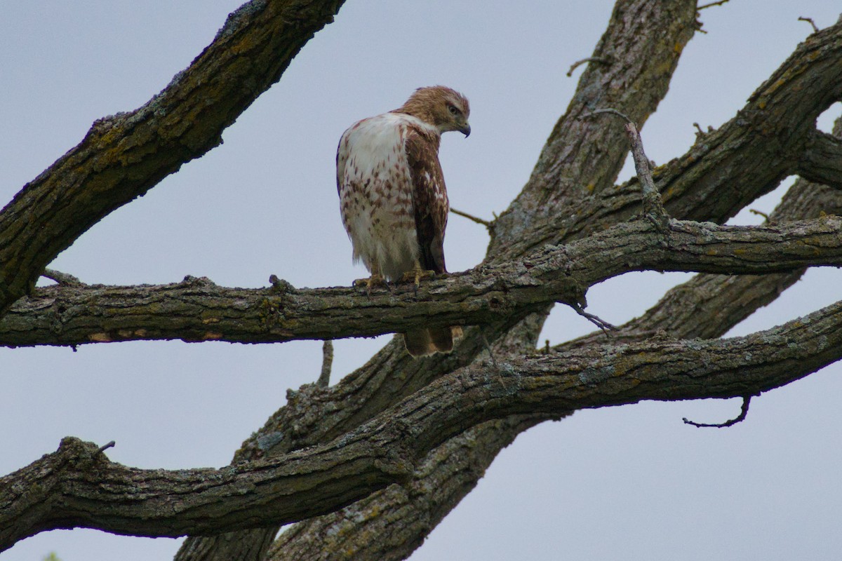 Red-tailed Hawk - Heather Roney