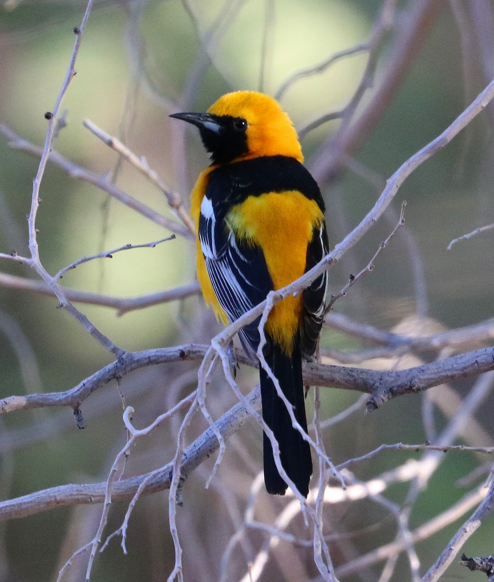 Hooded Oriole - ML571323261