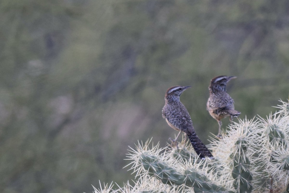 Cactus Wren - ML571323711