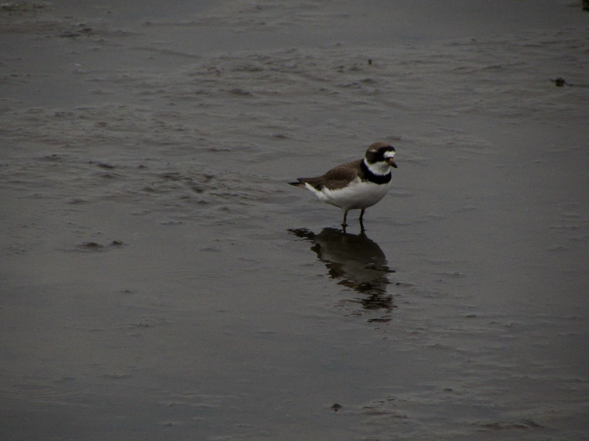 Semipalmated Plover - ML571324151