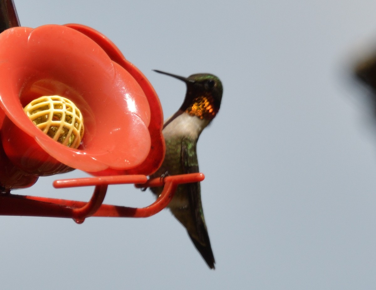Ruby-throated Hummingbird - ML571324411