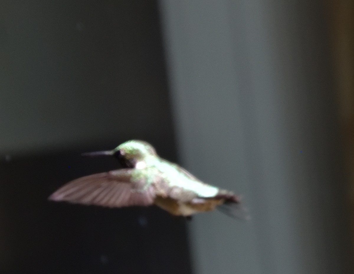 Ruby-throated Hummingbird - ML571324431