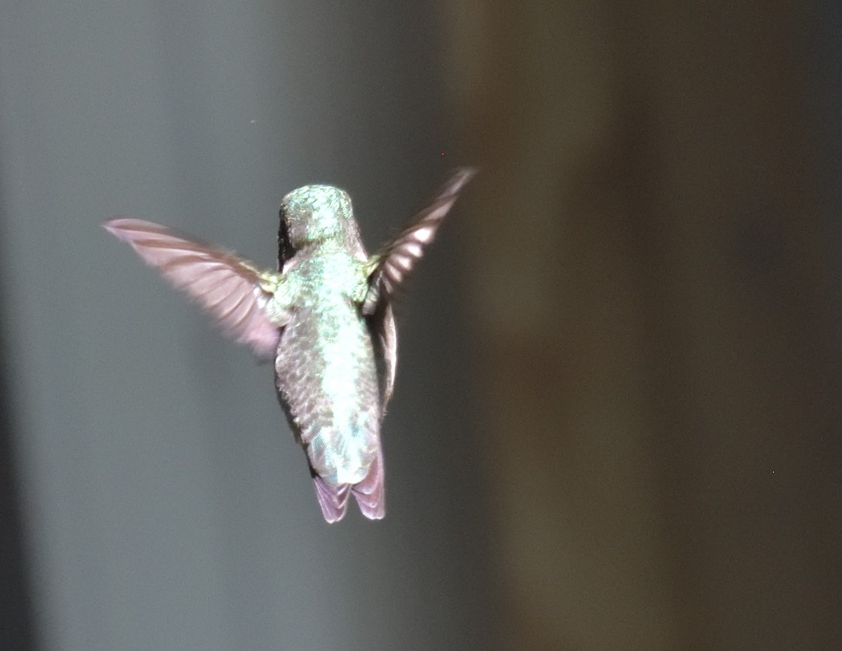 Ruby-throated Hummingbird - ML571324441