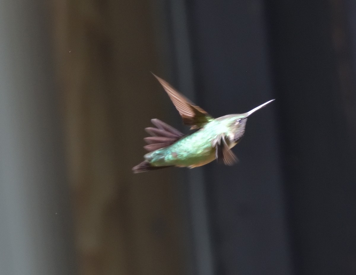 Ruby-throated Hummingbird - ML571324451