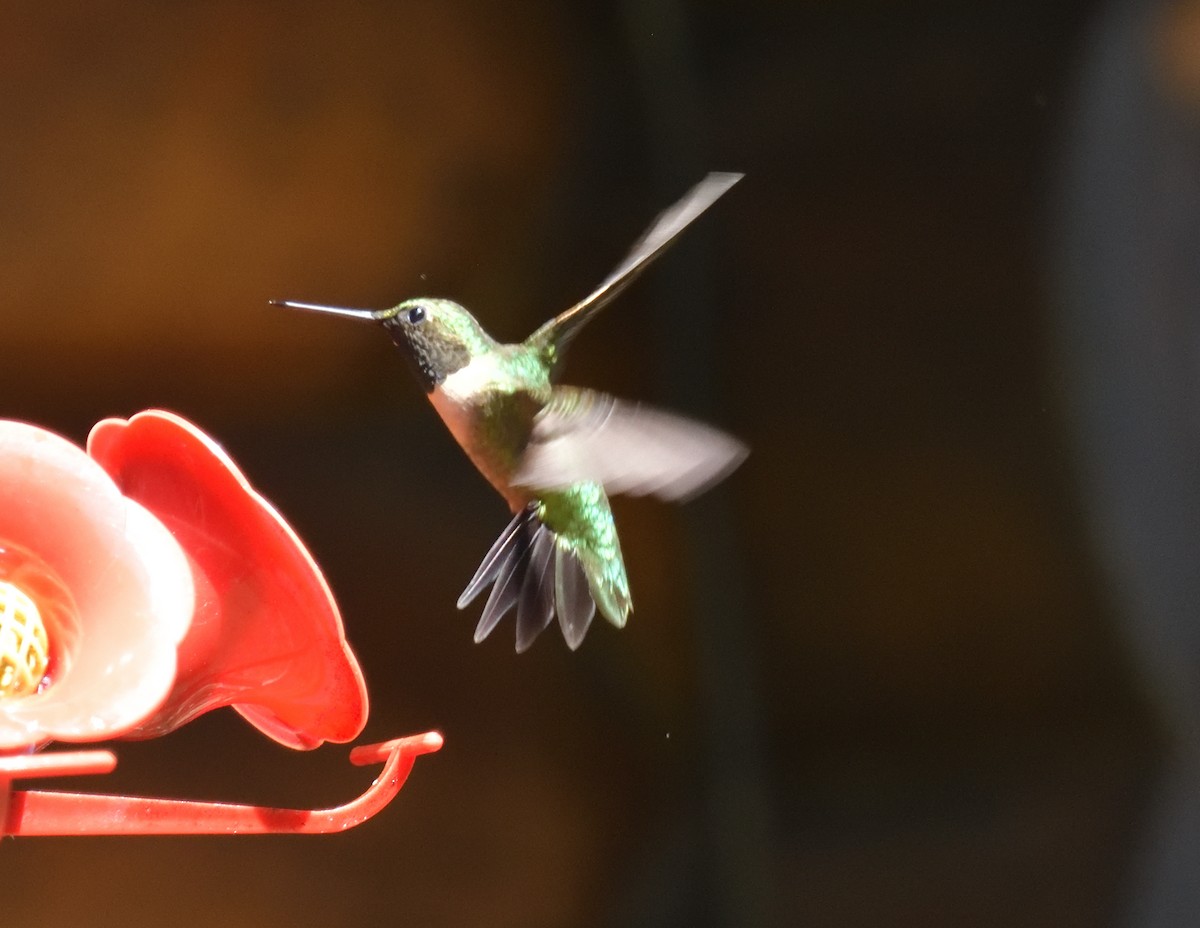 Ruby-throated Hummingbird - ML571324461