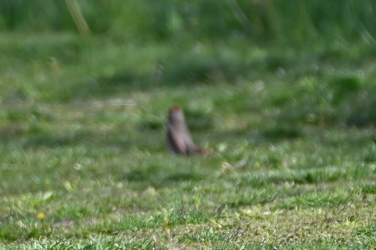 Gray Catbird - ML571325131