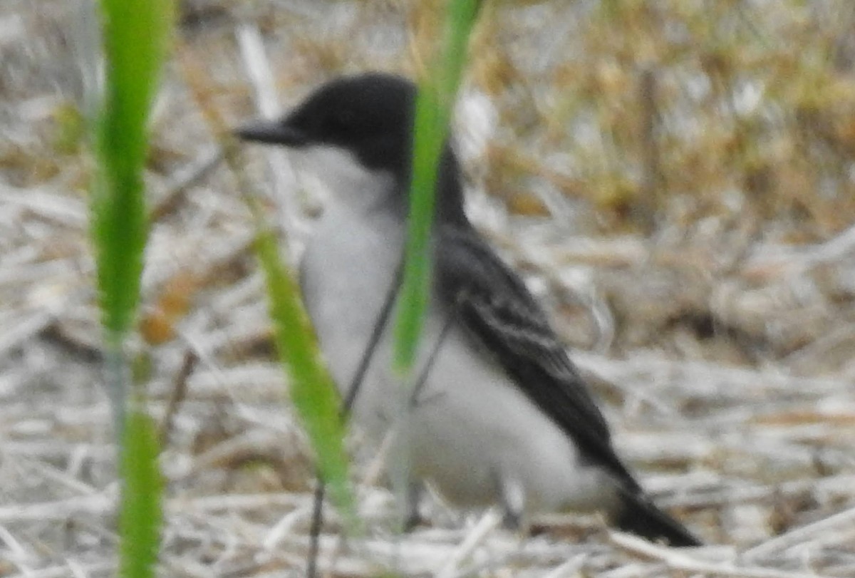 Eastern Kingbird - ML571325571