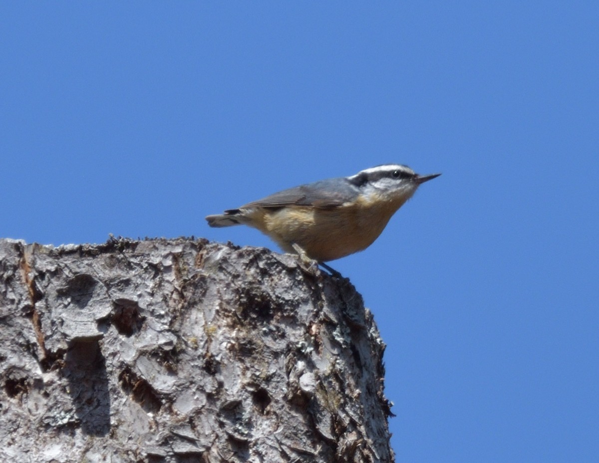 Red-breasted Nuthatch - ML571325771