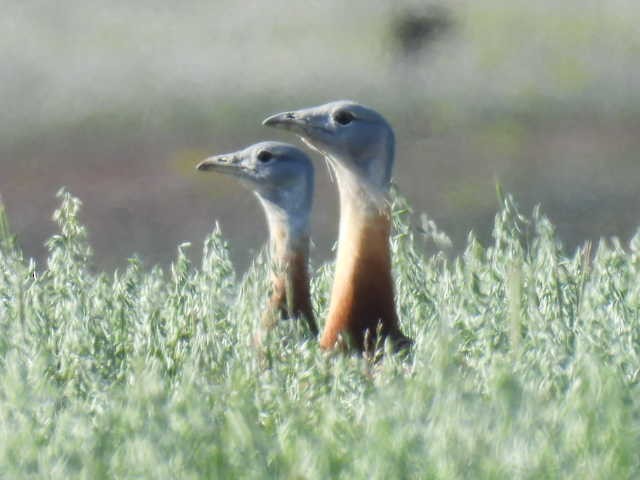 Great Bustard - ML571326101