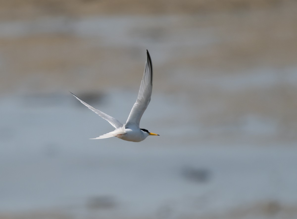 Little Tern - Simon Colenutt