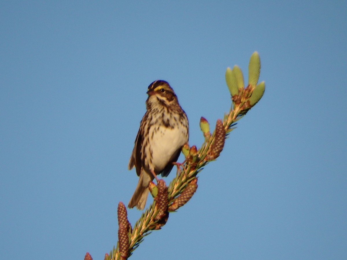 Savannah Sparrow - ML57132791