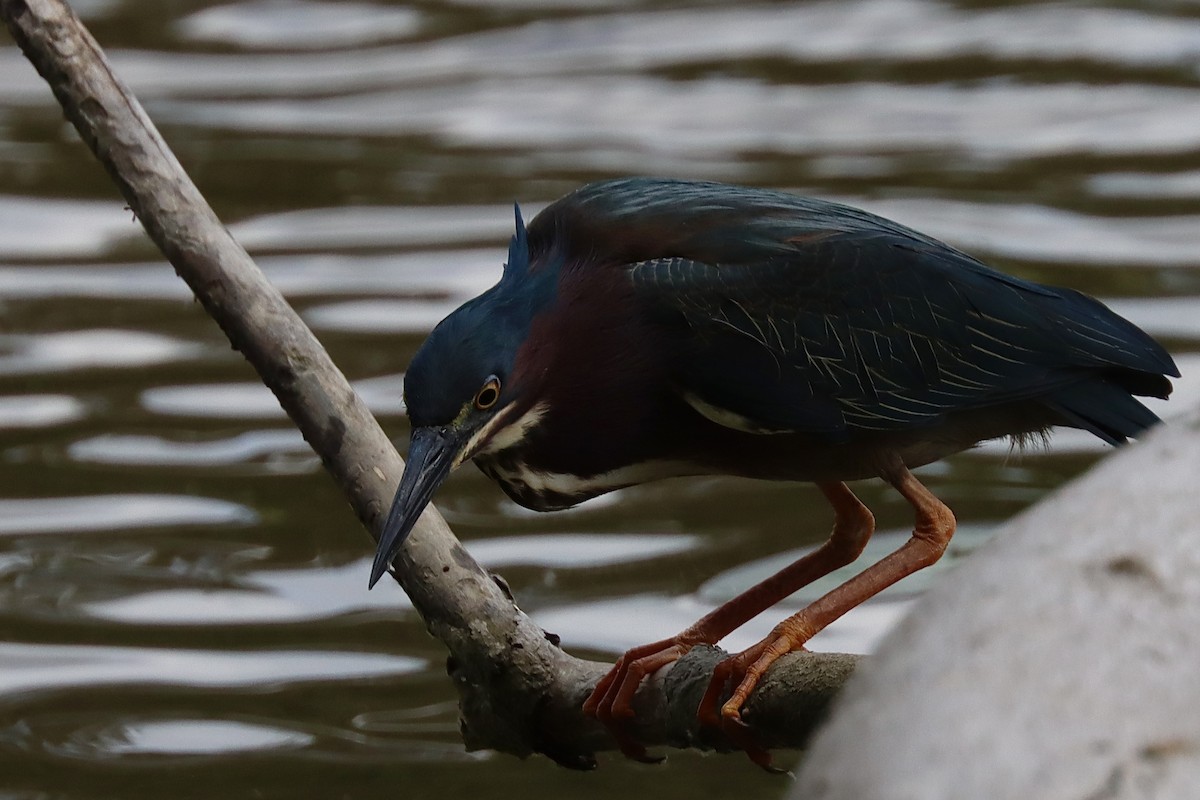 Green Heron - ML571328691