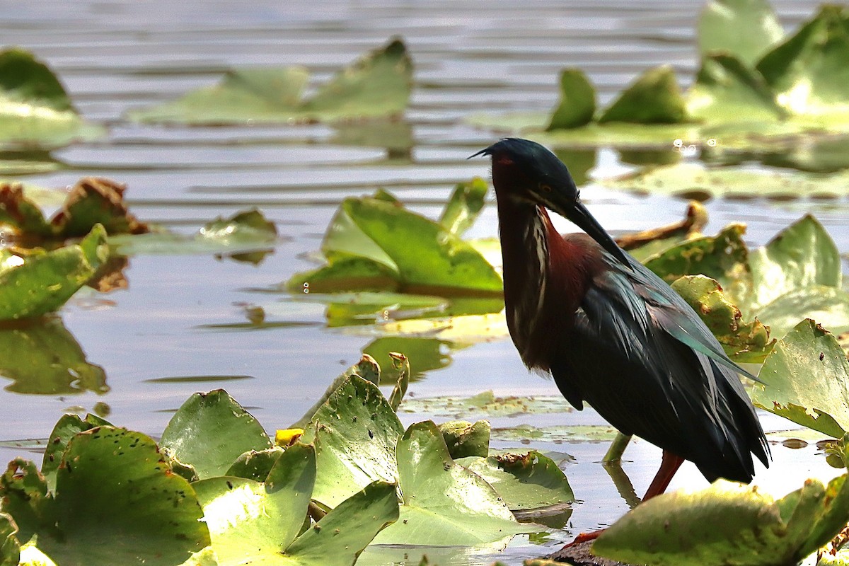 Green Heron - ML571328701