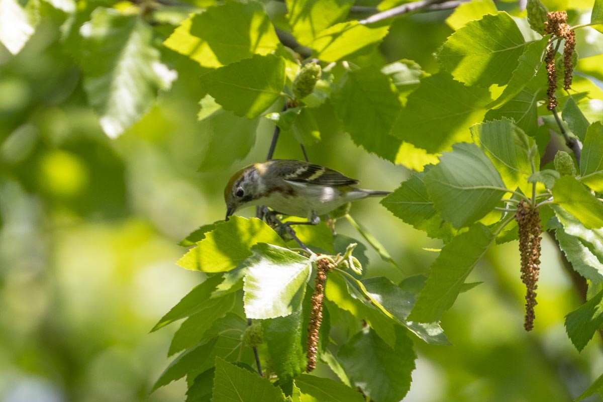 Chestnut-sided Warbler - ML571329221