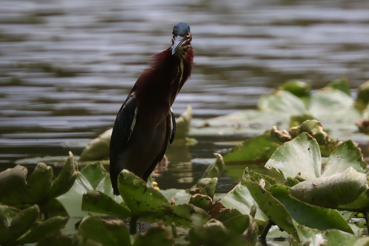 Green Heron - ML571329911