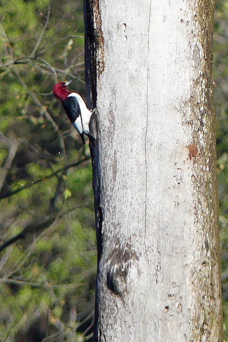 Red-headed Woodpecker - Karen Zeleznik