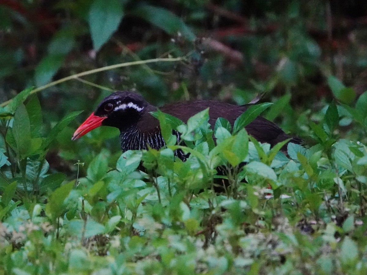 Okinawa Rail - Barry Reed