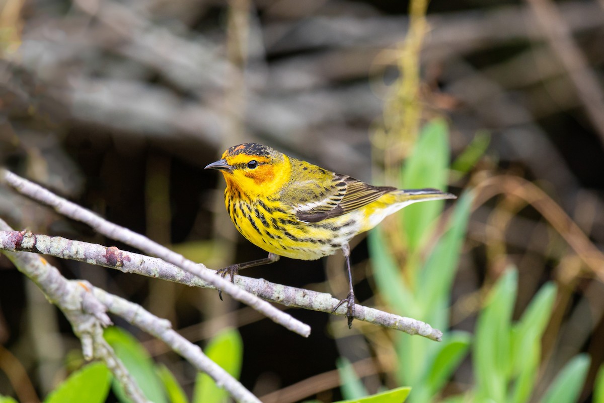 Cape May Warbler - William Clark