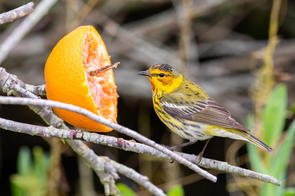 Cape May Warbler - William Clark