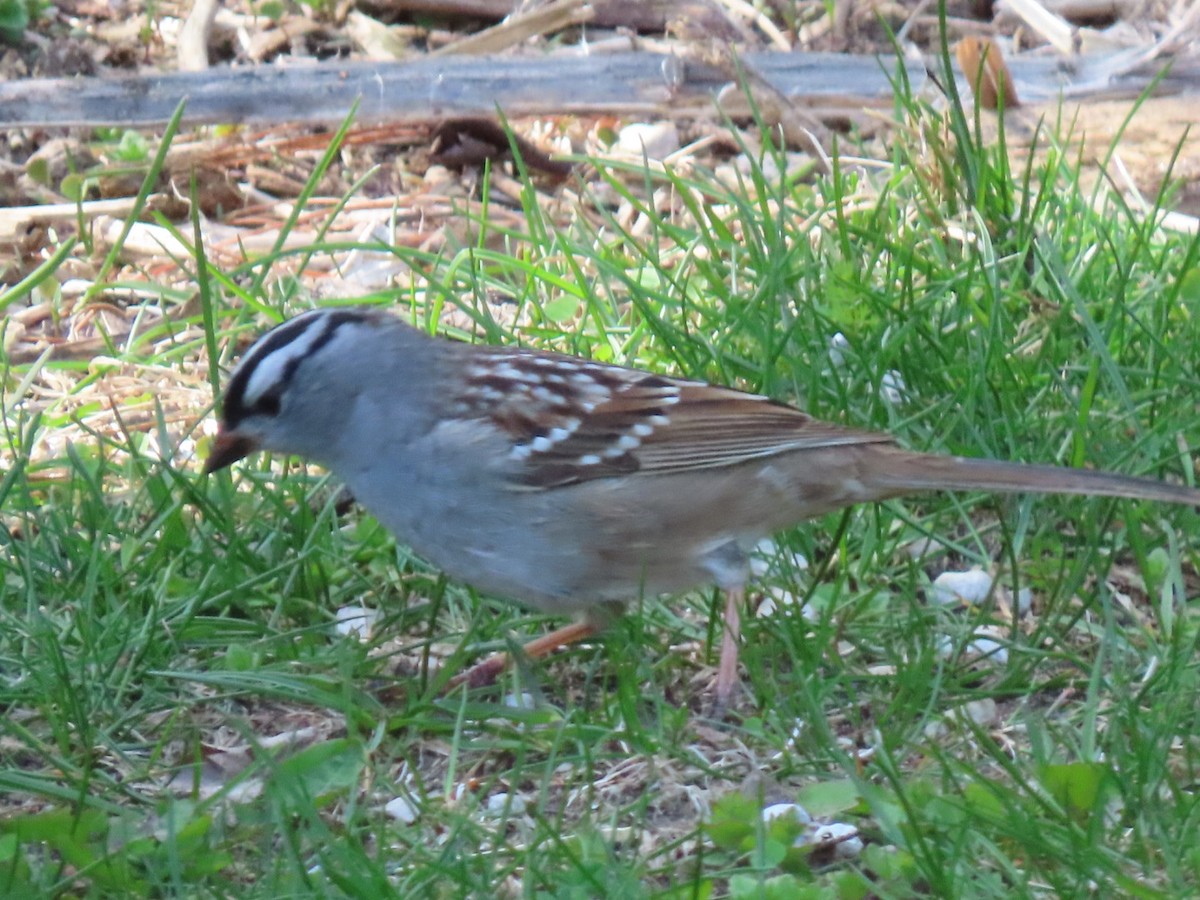 White-crowned Sparrow - Herky Birder