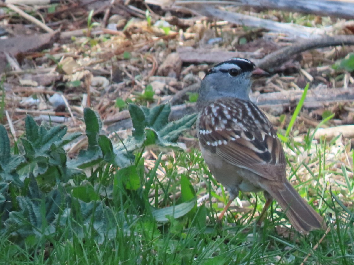 White-crowned Sparrow - Herky Birder