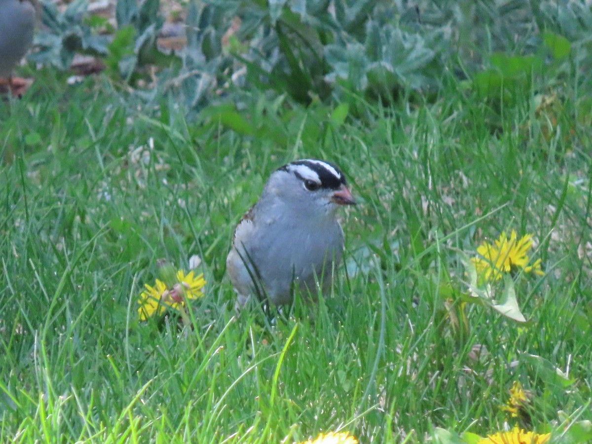 White-crowned Sparrow - ML571331151