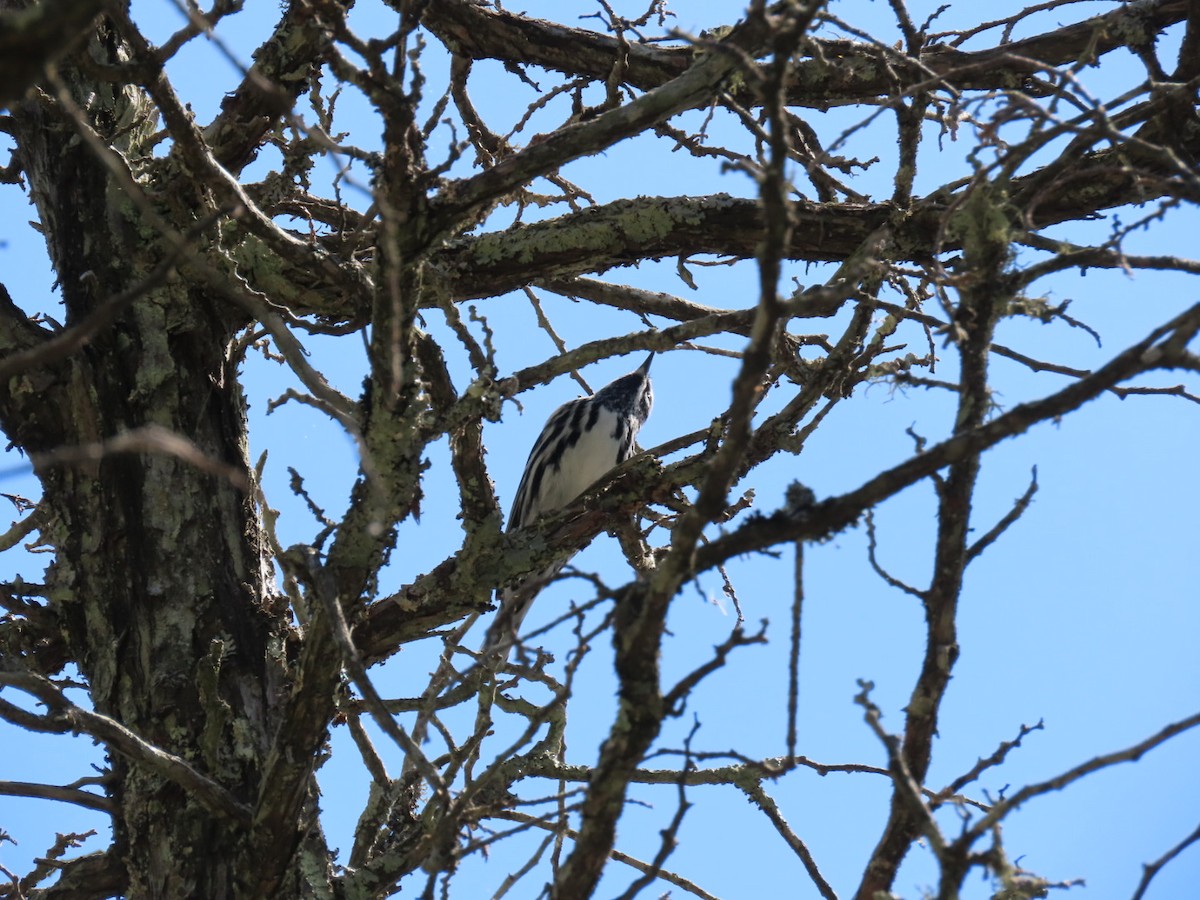 Black-and-white Warbler - Herky Birder