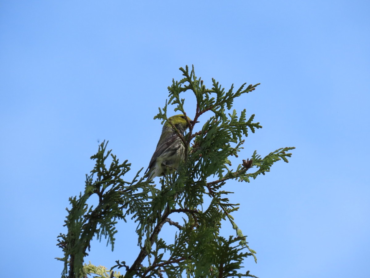 Grünmantel-Waldsänger - ML571331501