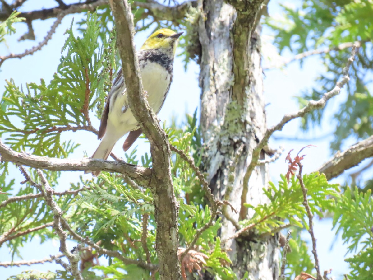 Black-throated Green Warbler - Herky Birder