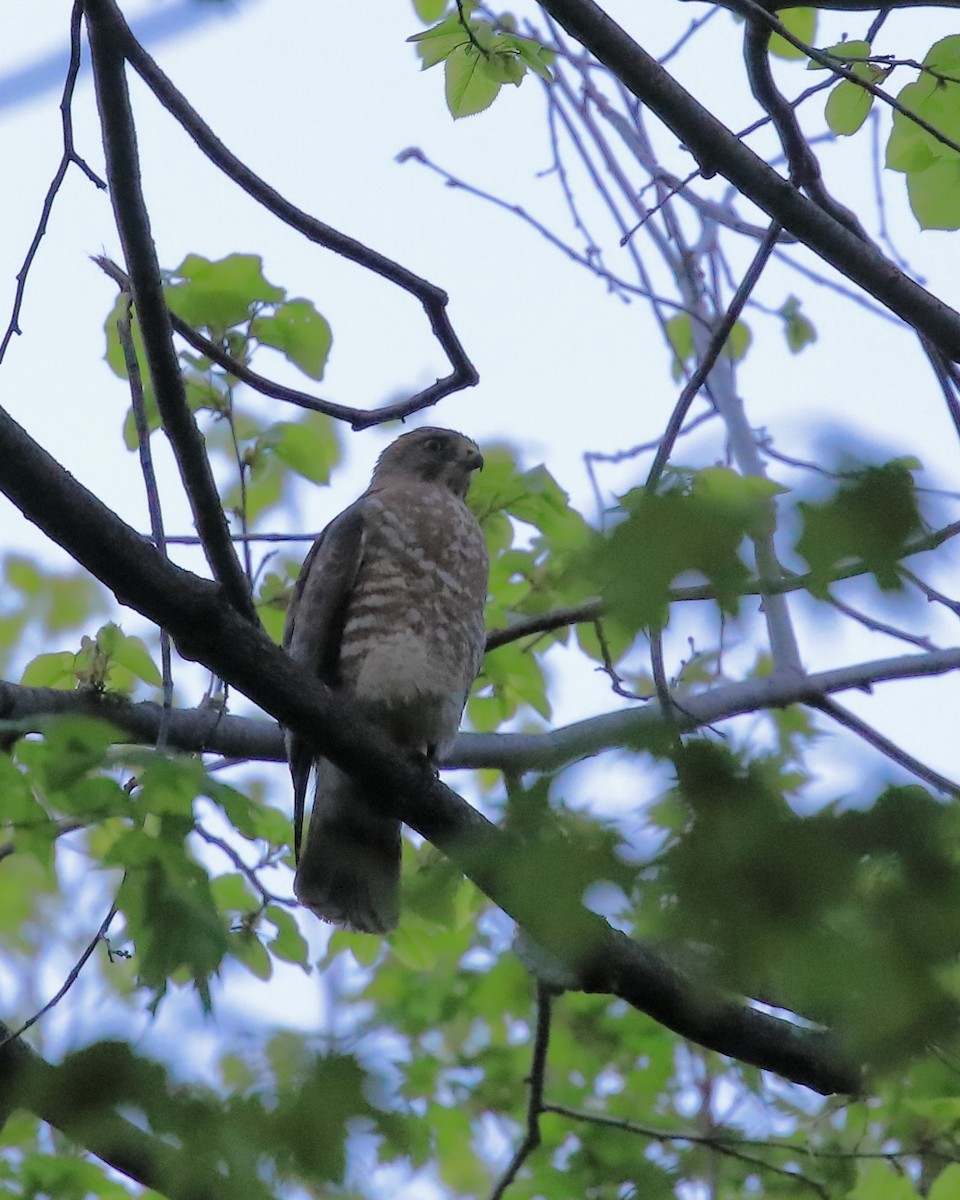 Broad-winged Hawk - ML571332801