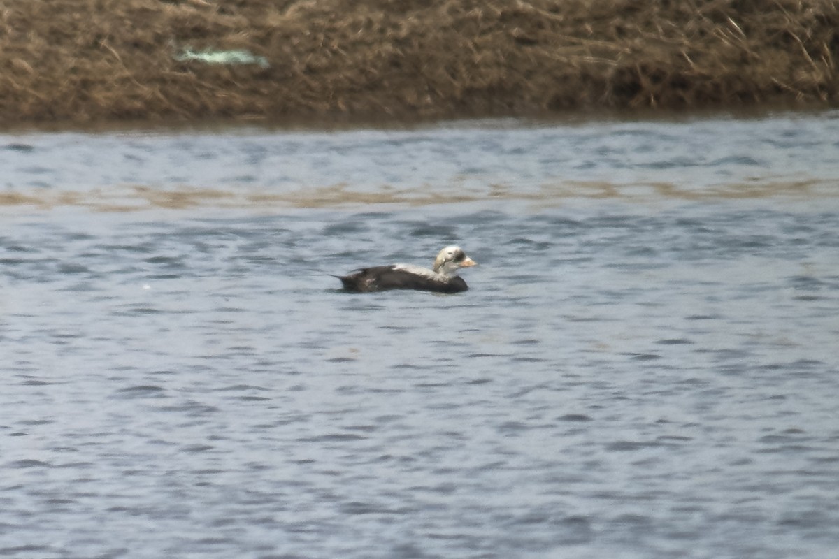 Spectacled Eider - ML571332851