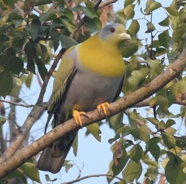 Yellow-footed Green-Pigeon - ML571332951