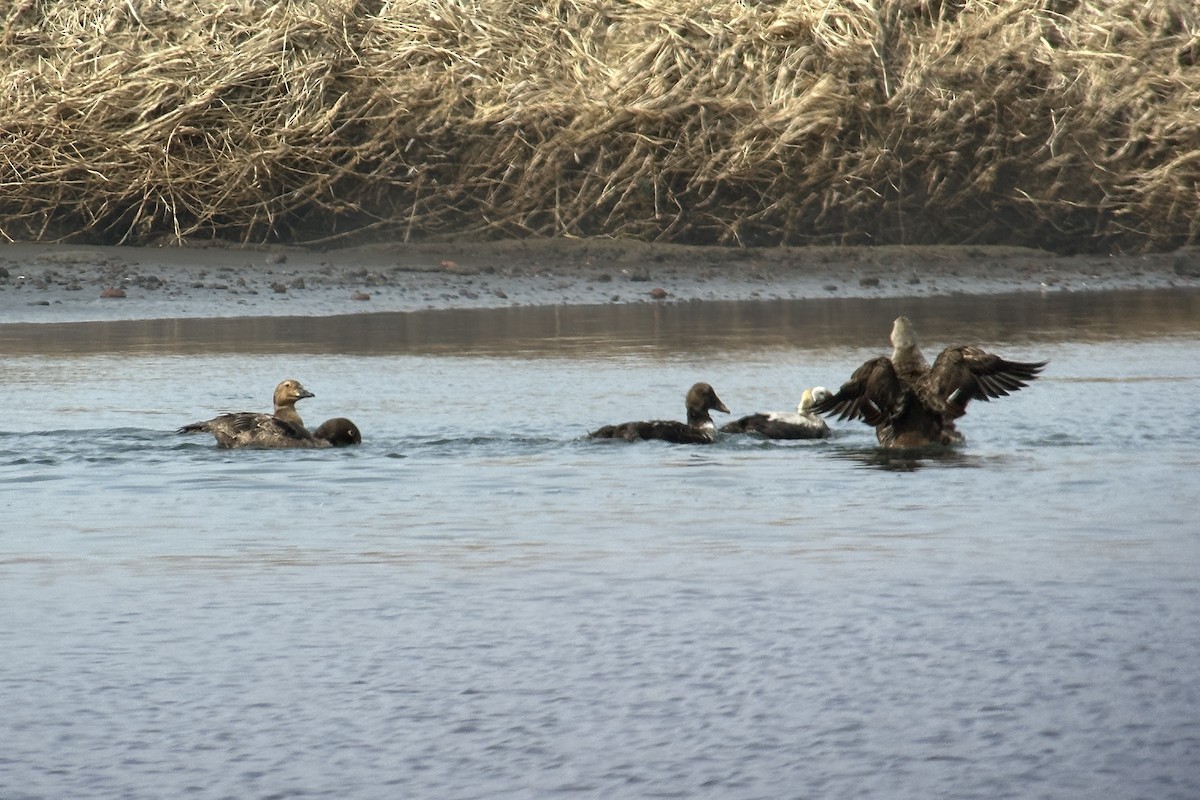 Spectacled Eider - ML571332981