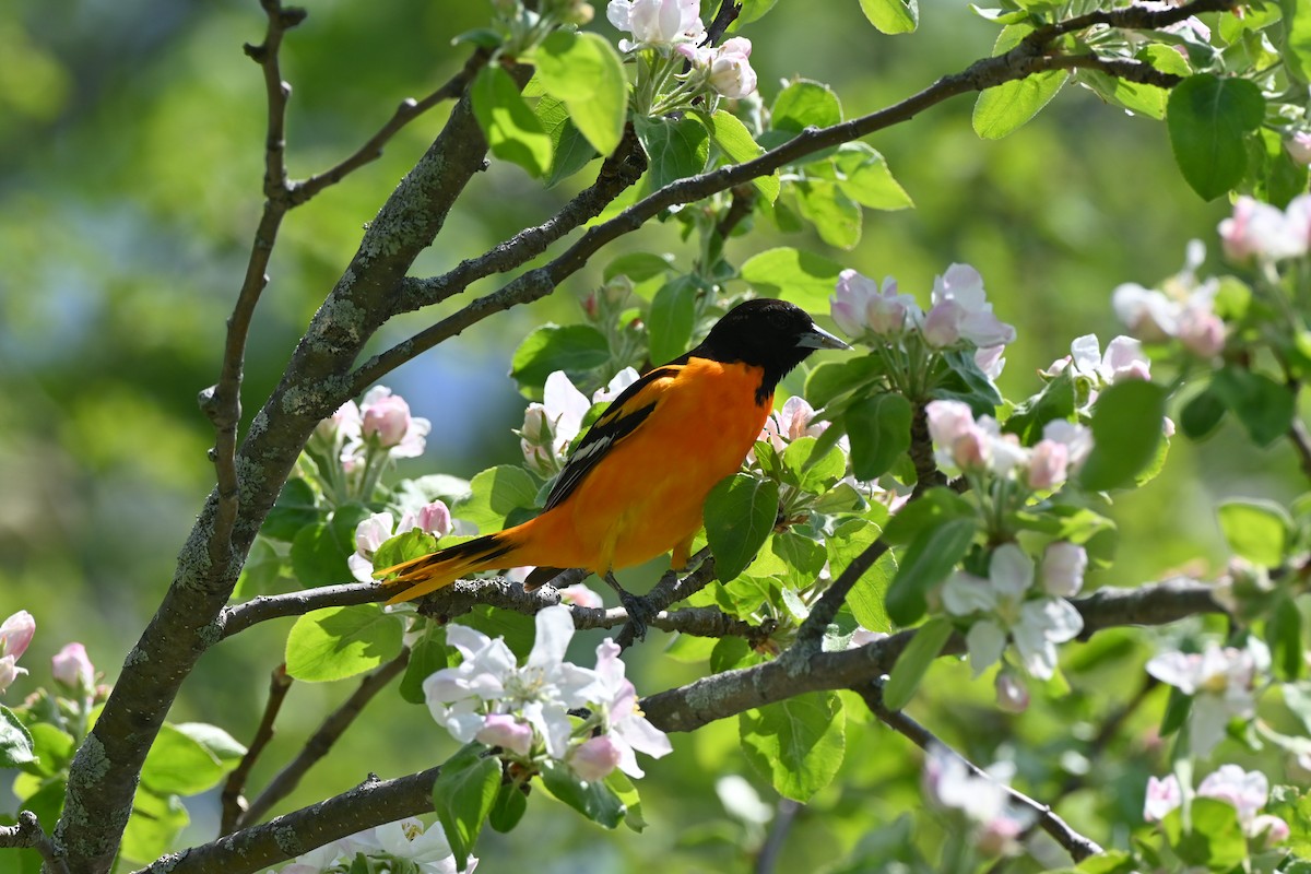 Baltimore Oriole - Brad Rogers