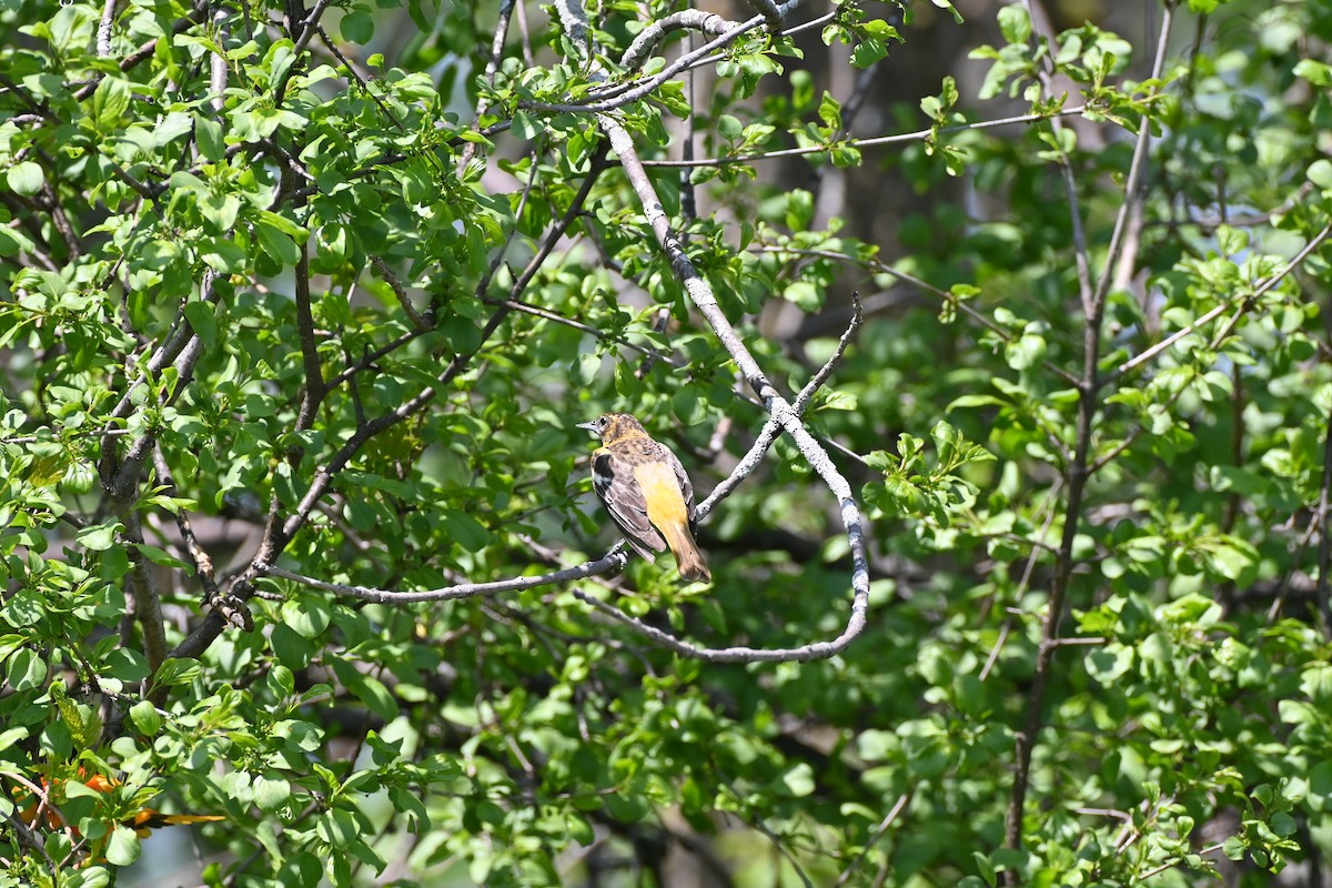 Baltimore Oriole - Brad Rogers