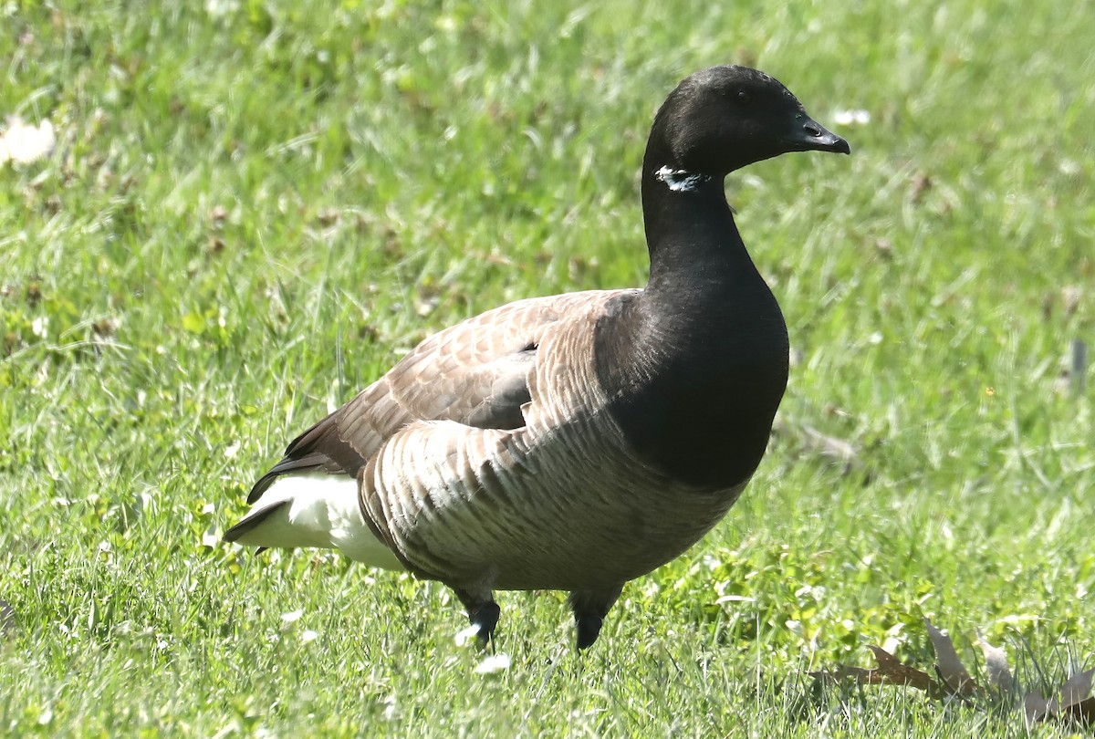 Brant (Atlantic) - David Nicosia