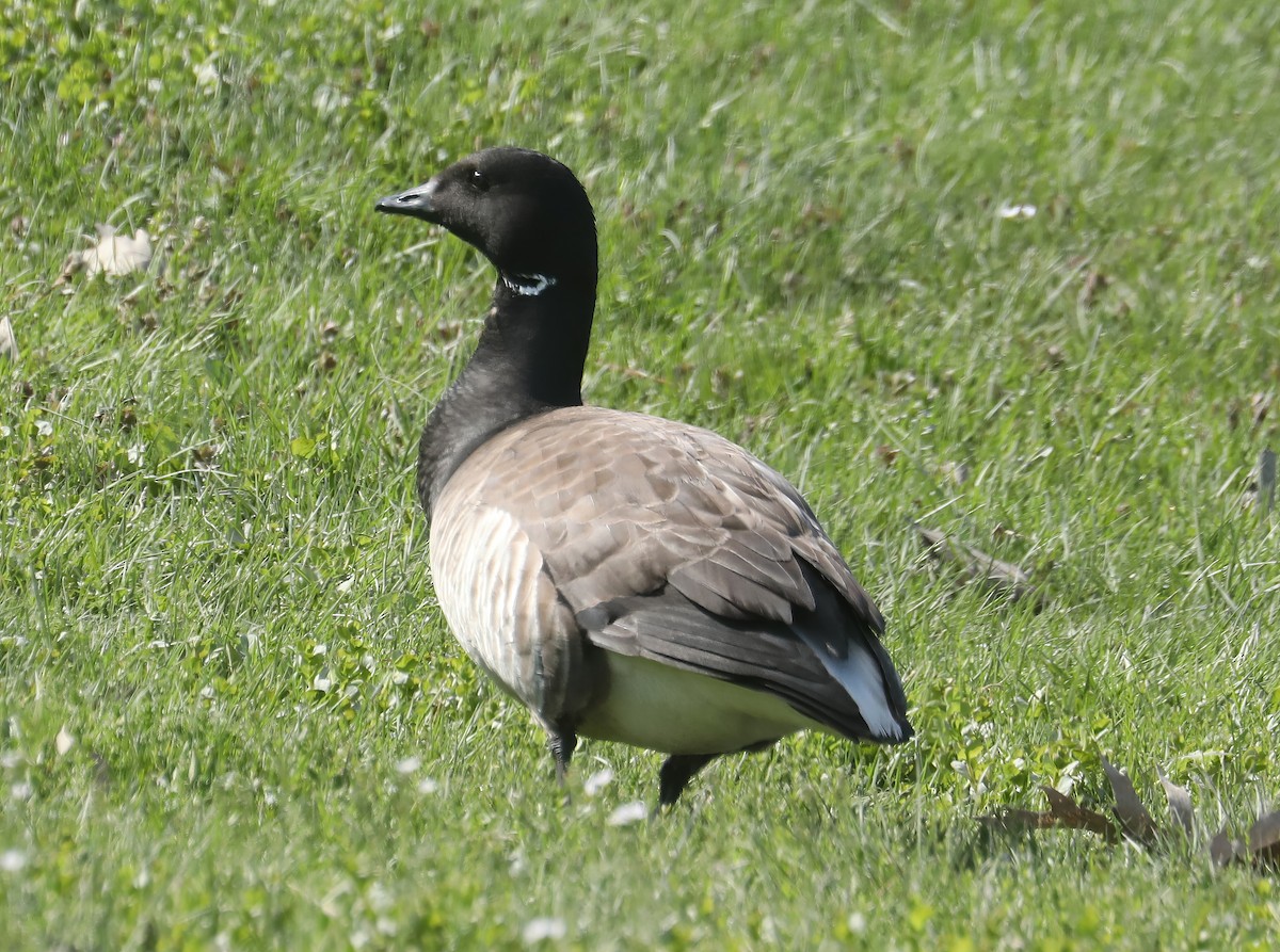 Branta musubeltza (hrota) - ML571333571